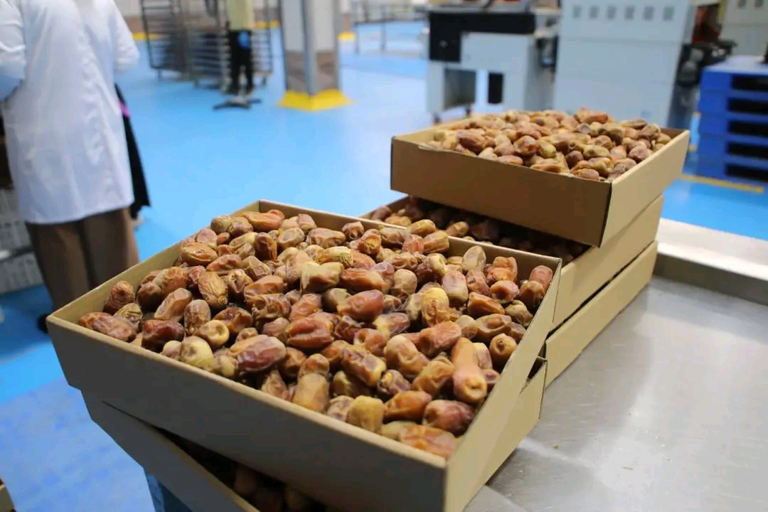 تمور الوادي الجديد اجود تمور فى العالم تمور الوادي الجديد اجود تمور فى العالم