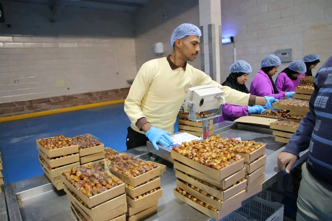 تجهيز اول شحنة تصديرية للتمور تجهيز اول شحنة تصديرية للتمور