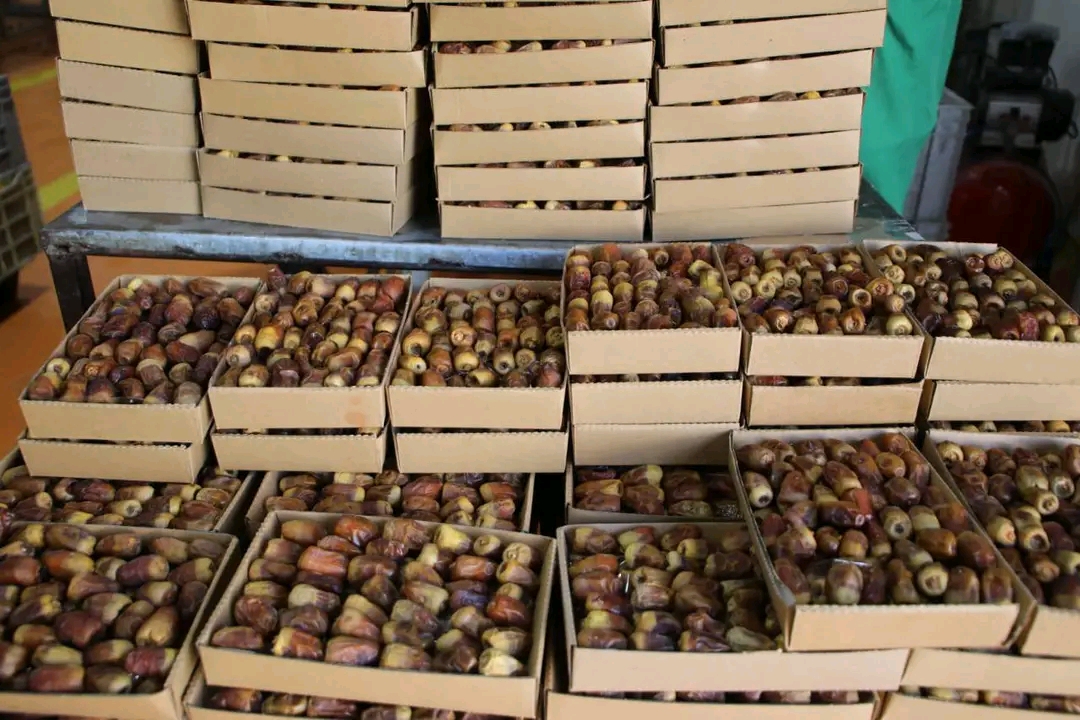 انتاج 20 صنف من التمور عالية الجودة انتاج 20 صنف من التمور عالية الجودة