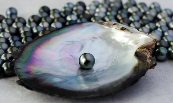 اللؤلؤ الأسود