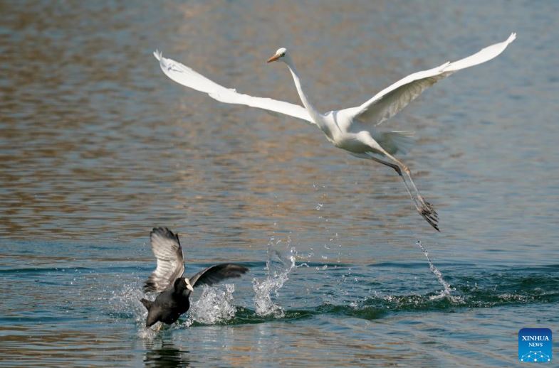 طيور البلشون (4)