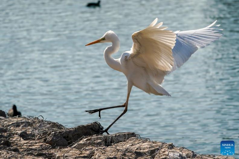 طيور البلشون (7)