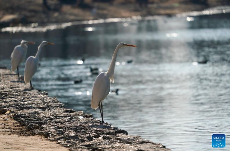 طيور البلشون (1)