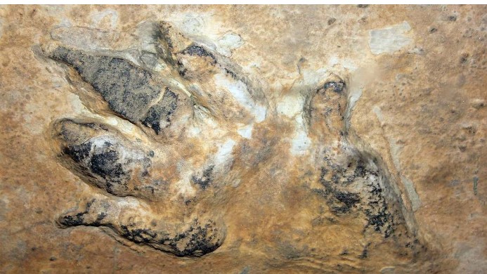 اثار اقدام للديناصور 