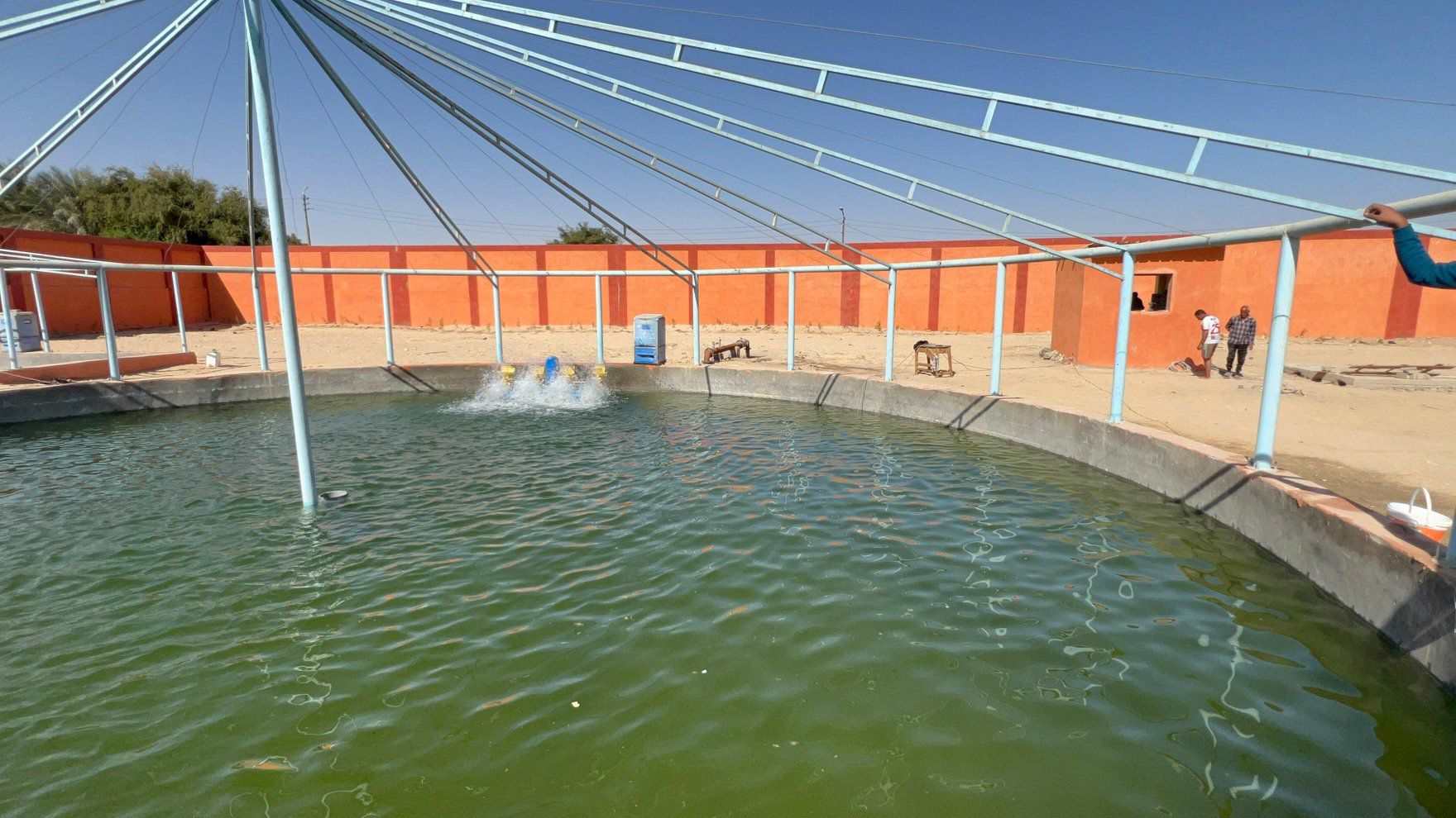 الحياة تدب في المزرعة النموذجية للإنتاج السمكى والحيوانى غرب الأقصر