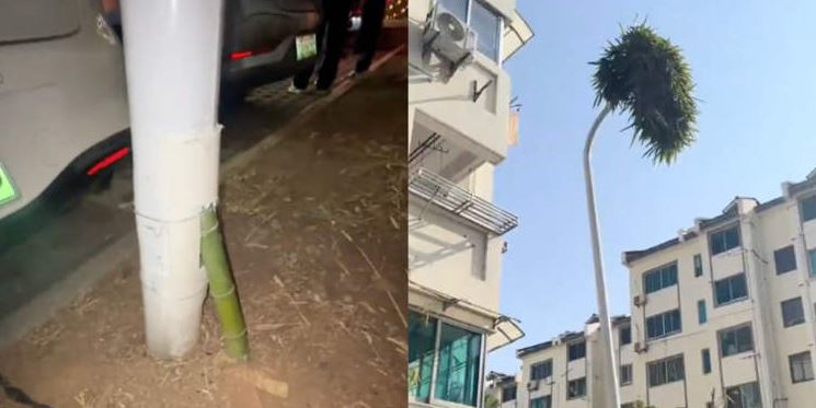 شجرة تنمو عبر عمود نور