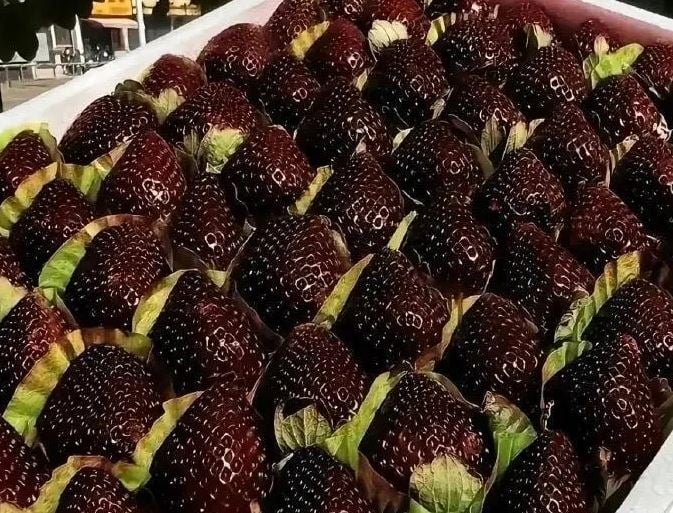 فراولة اللؤلؤة السوداء