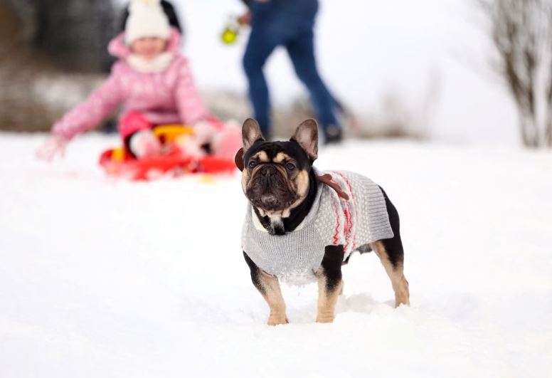 أوروبا تحت الصفر.. تساقط الجليد (4)