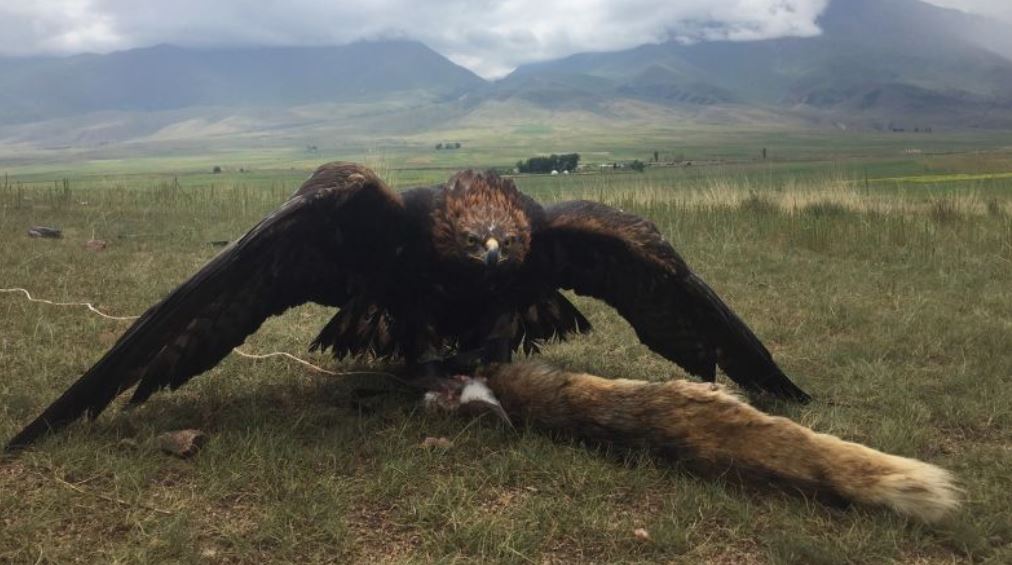 الصيد بالنسور.. رحلة اكتشاف الحياة البرية فى كازاخستان (4)