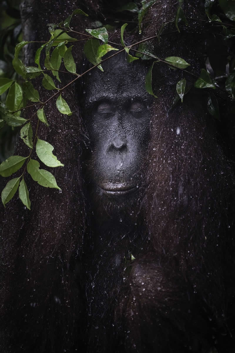 8 إكليل الشوك