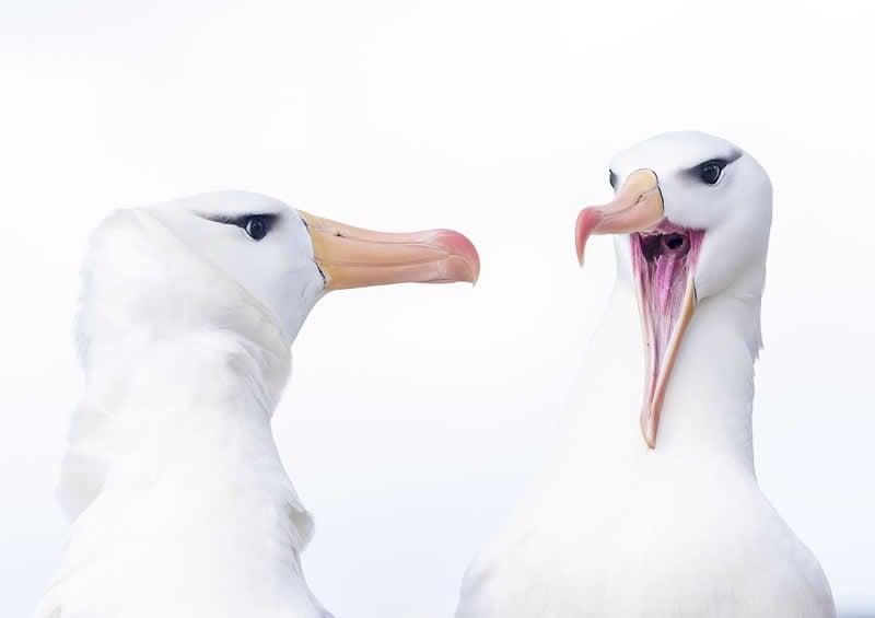 10 حجة القطرس 10 حجة القطرس