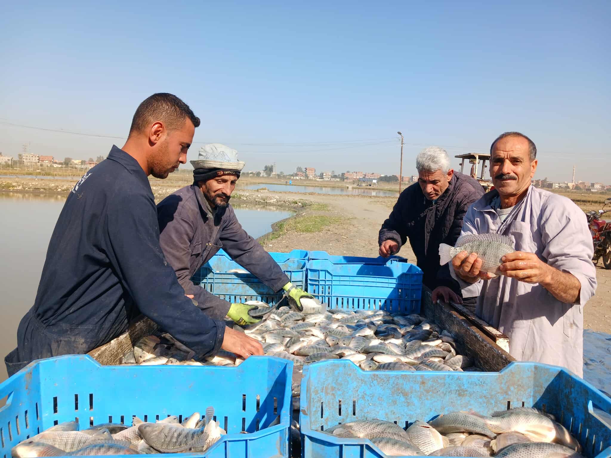 فرز الاسماك