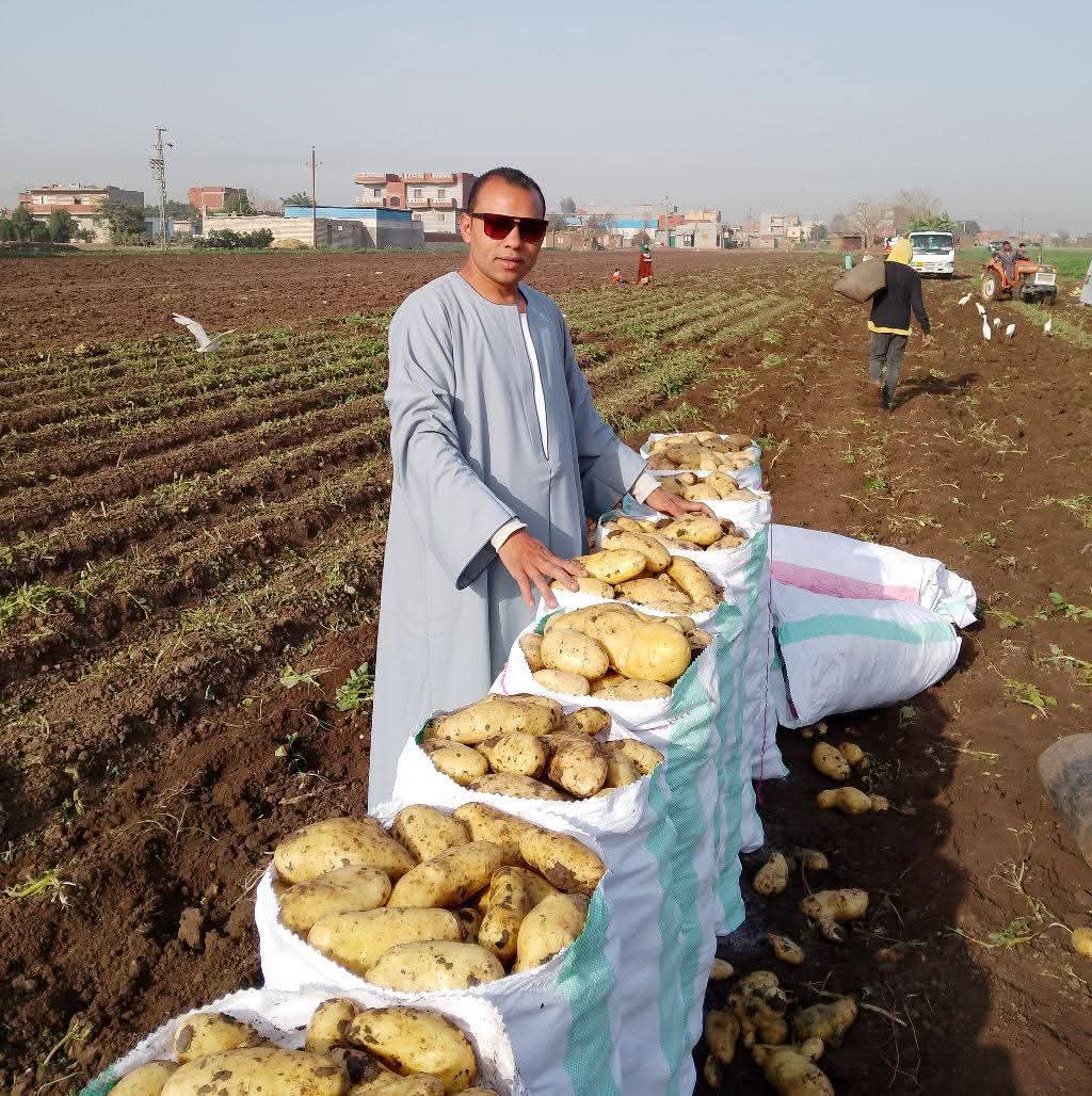 محصول البطاطس 