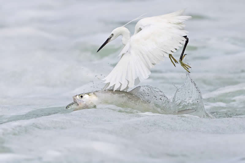 4 الحياة البرية – المركز الثاني الحياة معلقة بخيط رفيع 4 الحياة البرية – المركز الثاني الحياة معلقة بخيط رفيع