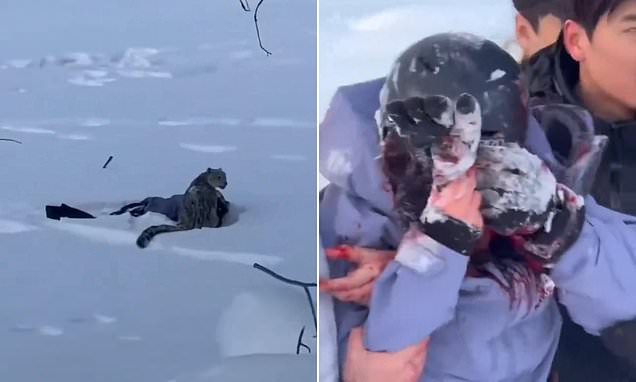 هجوم النمر علي السائح