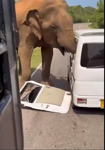 الفيل يقتحم السيارة