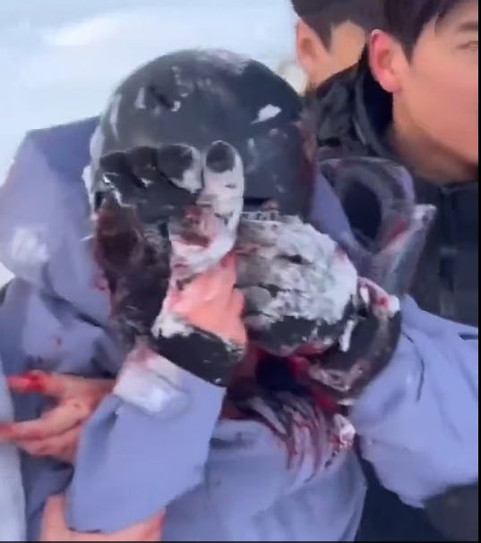 اصابة السائح