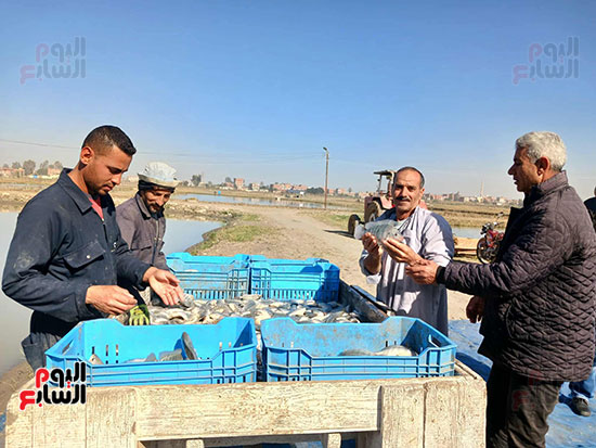 الاسماك-البلطى