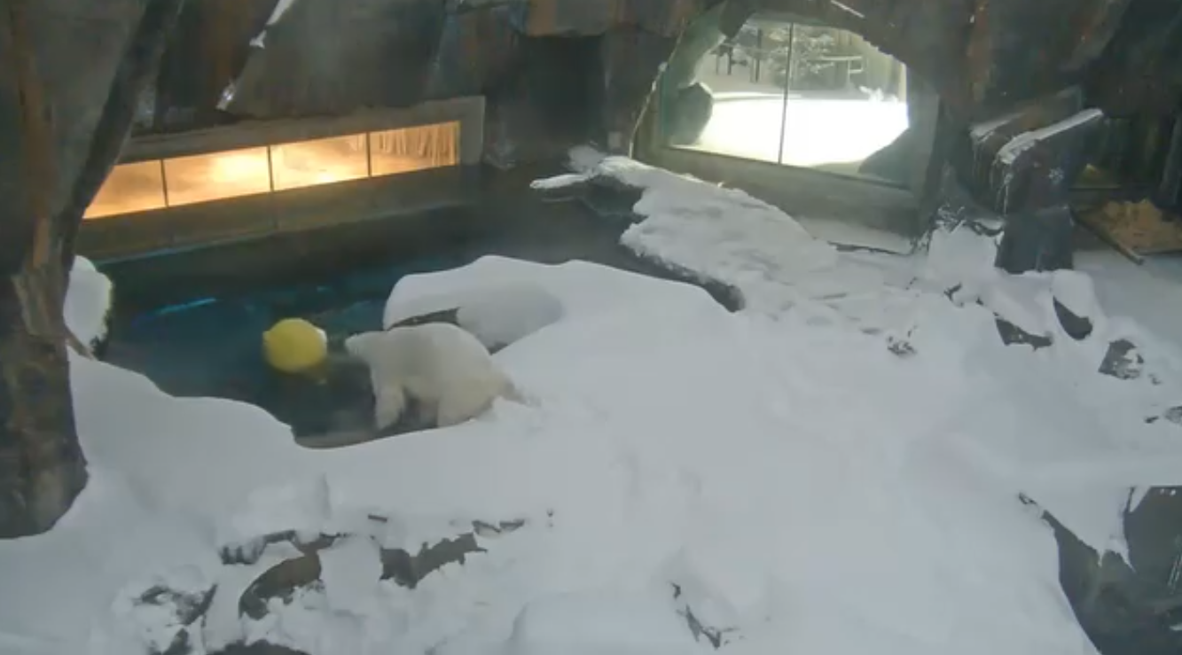 الدب كالو يلعب بالكرة على الثلوج