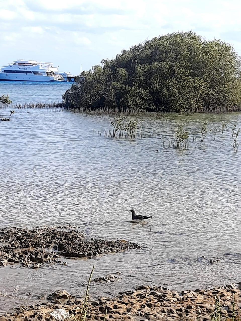 الطبيعة فى حماطه، الطبيعة فى حماطه،