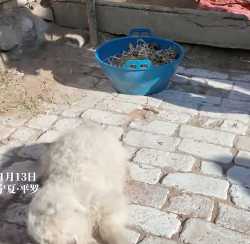 الخروف متظاهرا بالموت الخروف متظاهرا بالموت