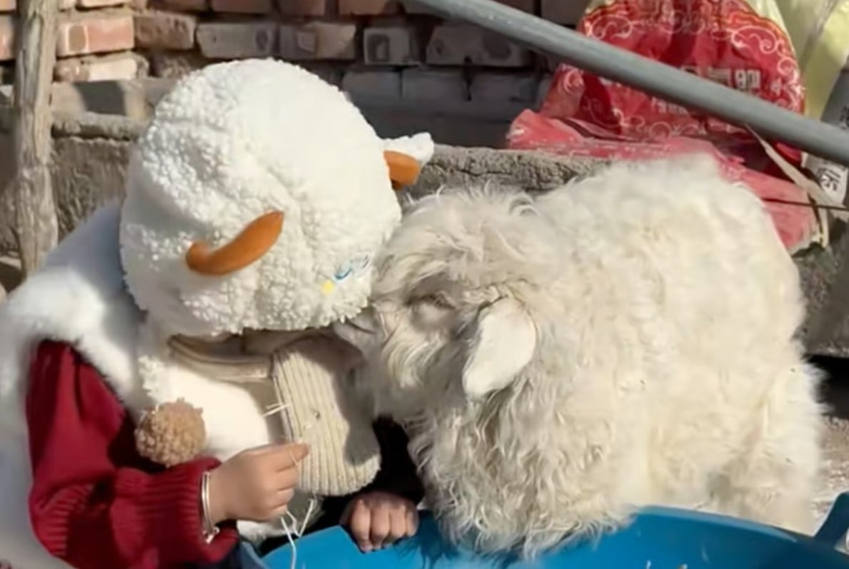 الخروف ودود مع الأطفال الخروف ودود مع الأطفال