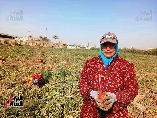 حصاد-الطماطم-بالغيطان_1 حصاد-الطماطم-بالغيطان_1