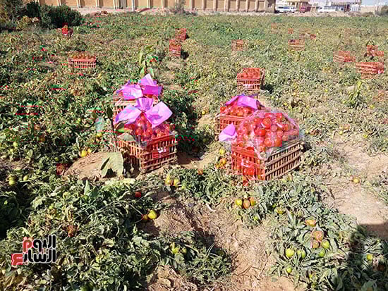 محصول-الطماطم محصول-الطماطم