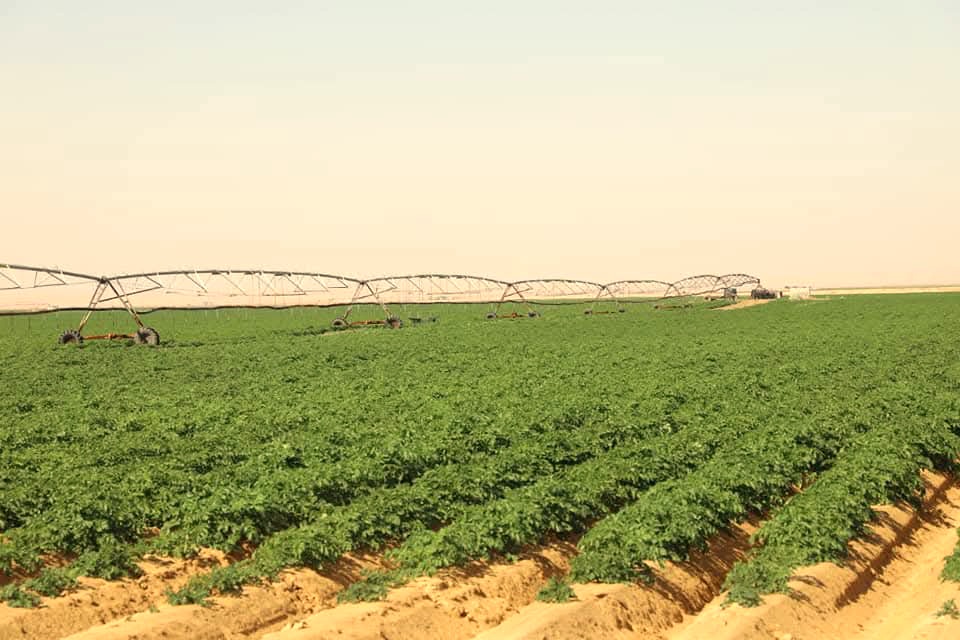 انتاج وفير من محصول البطاطس انتاج وفير من محصول البطاطس