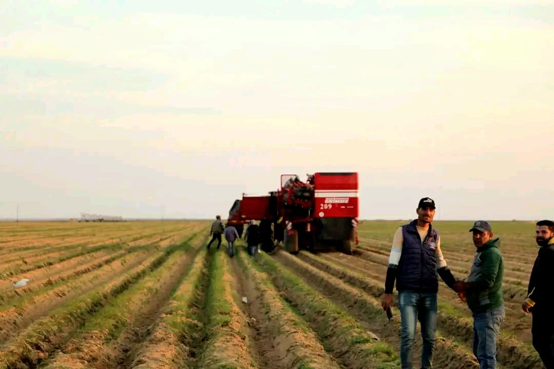 تطبيق منظومة الجمع الالى للبطاطس تطبيق منظومة الجمع الالى للبطاطس