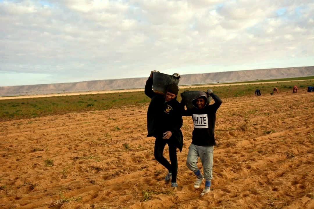 جمع محصول البطاطس فى الفرافرة جمع محصول البطاطس فى الفرافرة