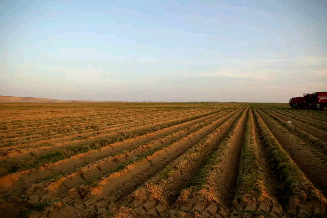 حصاد مساحة 7 الاف فدان بطاطس بالفرافرة حصاد مساحة 7 الاف فدان بطاطس بالفرافرة