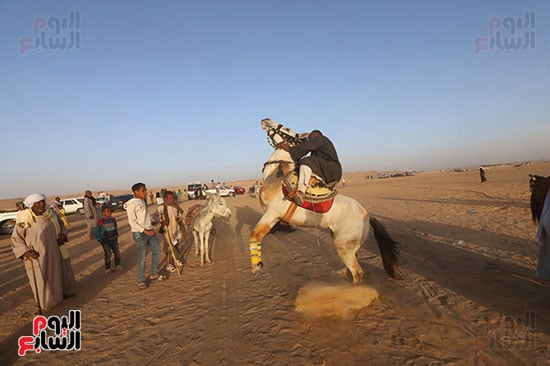 مرماح الخيول بالكوبانية (5)