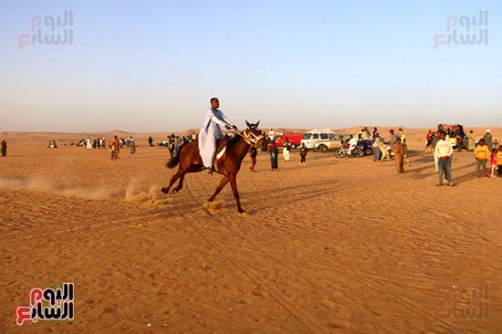 مرماح الخيول بالكوبانية (7)