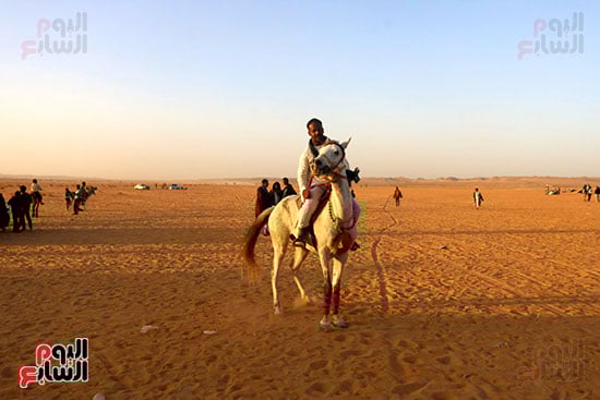 مرماح الخيول بالكوبانية (8)