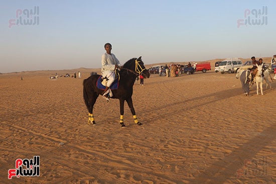 مرماح الخيول بالكوبانية (4)