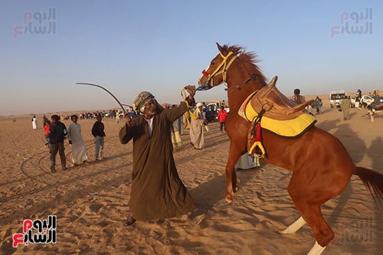 مرماح الخيول بالكوبانية (6)