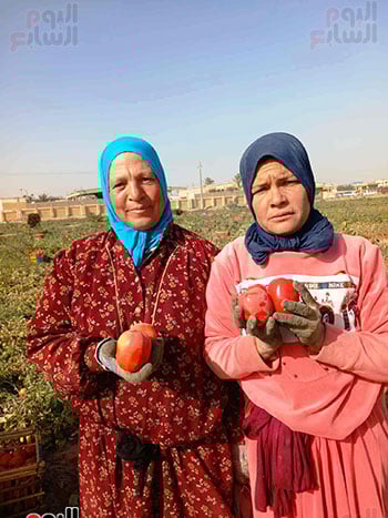 الايادى-الناعمة_2 الايادى-الناعمة_2