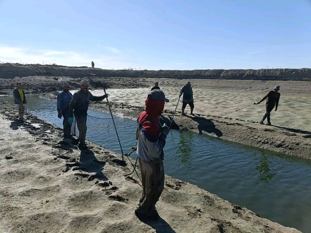 اثناء صيد انتاج الحوض الثانى من المشروع اثناء صيد انتاج الحوض الثانى من المشروع