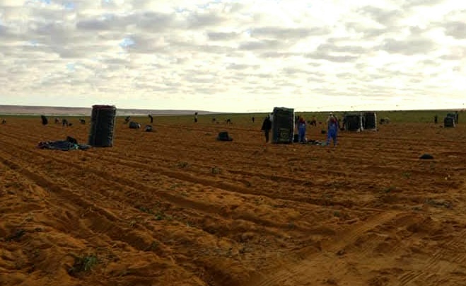 اثناء جمع محصول البطاطس اثناء جمع محصول البطاطس