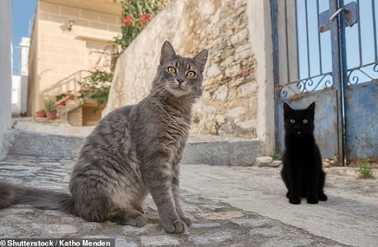 جزيرة يونانية تقدم إقامة مجانية لمحبى القطط