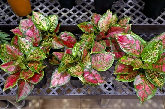 نباتات تخلصنا من الطاقة السلبية