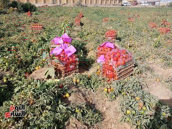 محصول-الطماطم