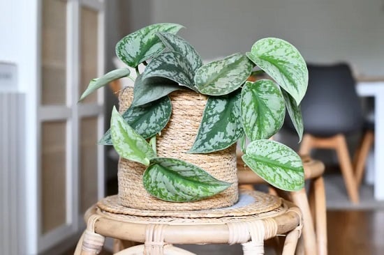 نبات سيلفر بوتوس