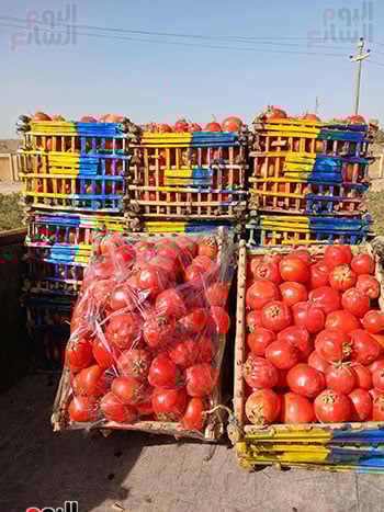 الطماطم-بعد-الحصاد