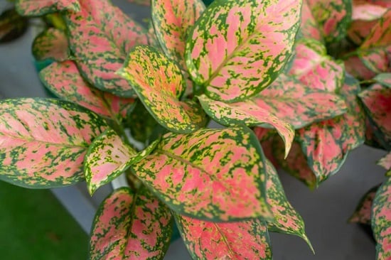 نبات أغلاونيما