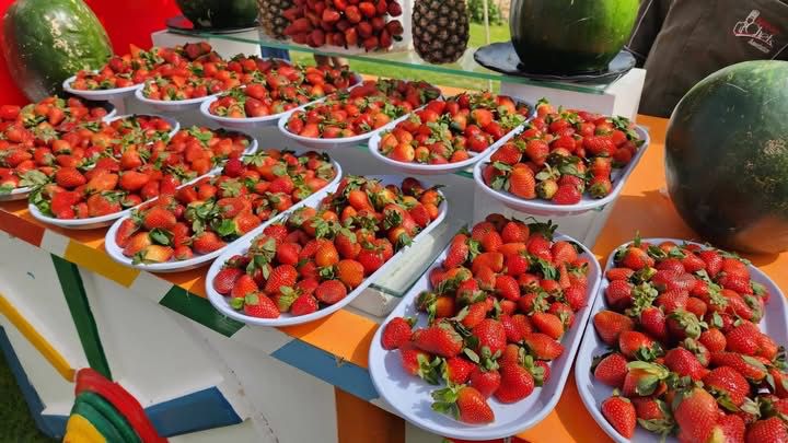 الفراولة على شواطئ البحر الأحمر الفراولة على شواطئ البحر الأحمر