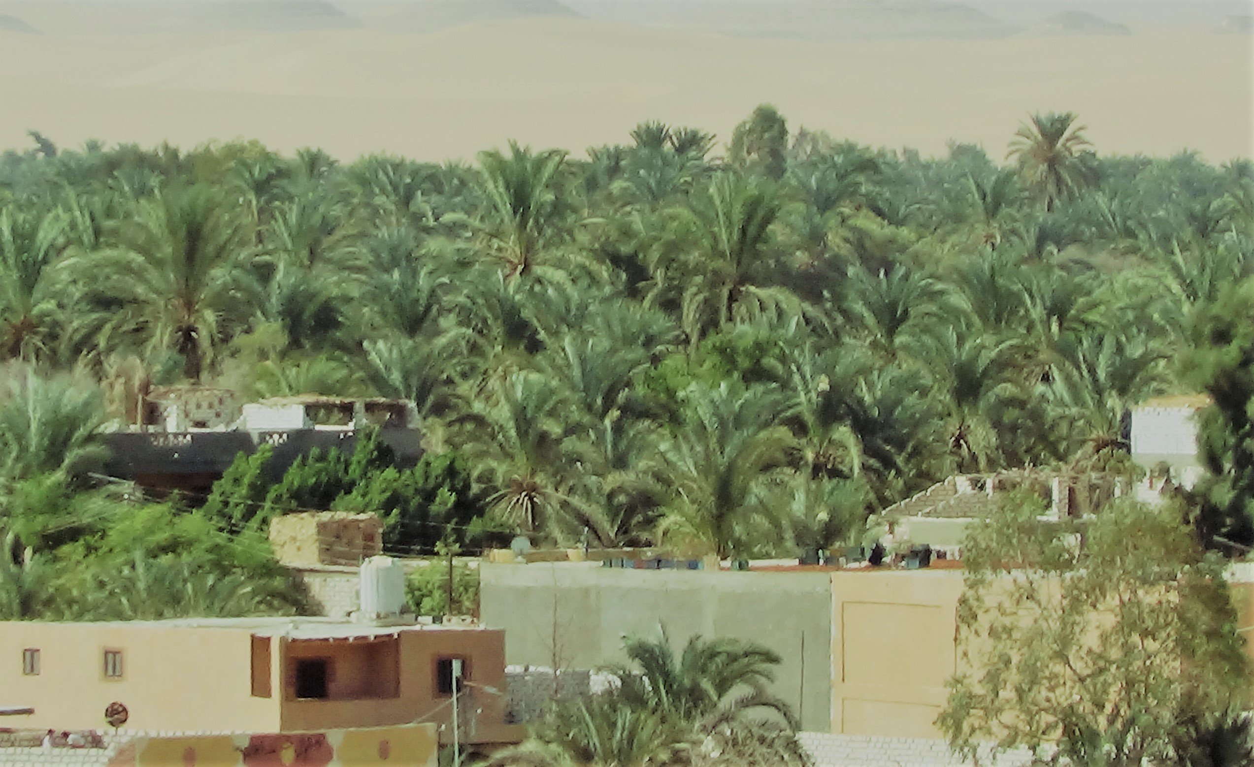 اشجار النخيل تغطي واحة سيوة