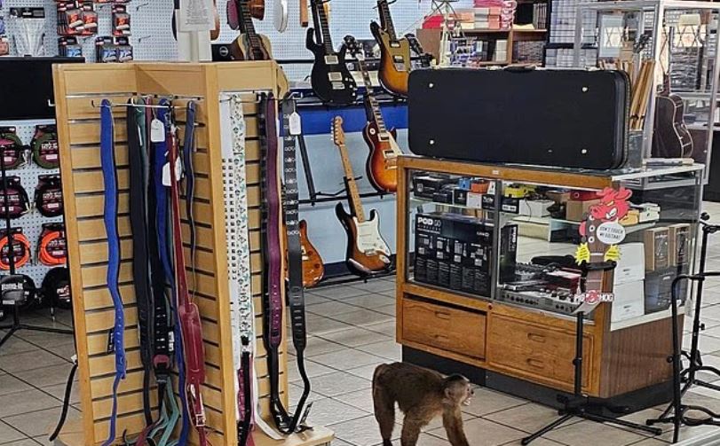 القرد يتجول داخل متجر الموسيقي