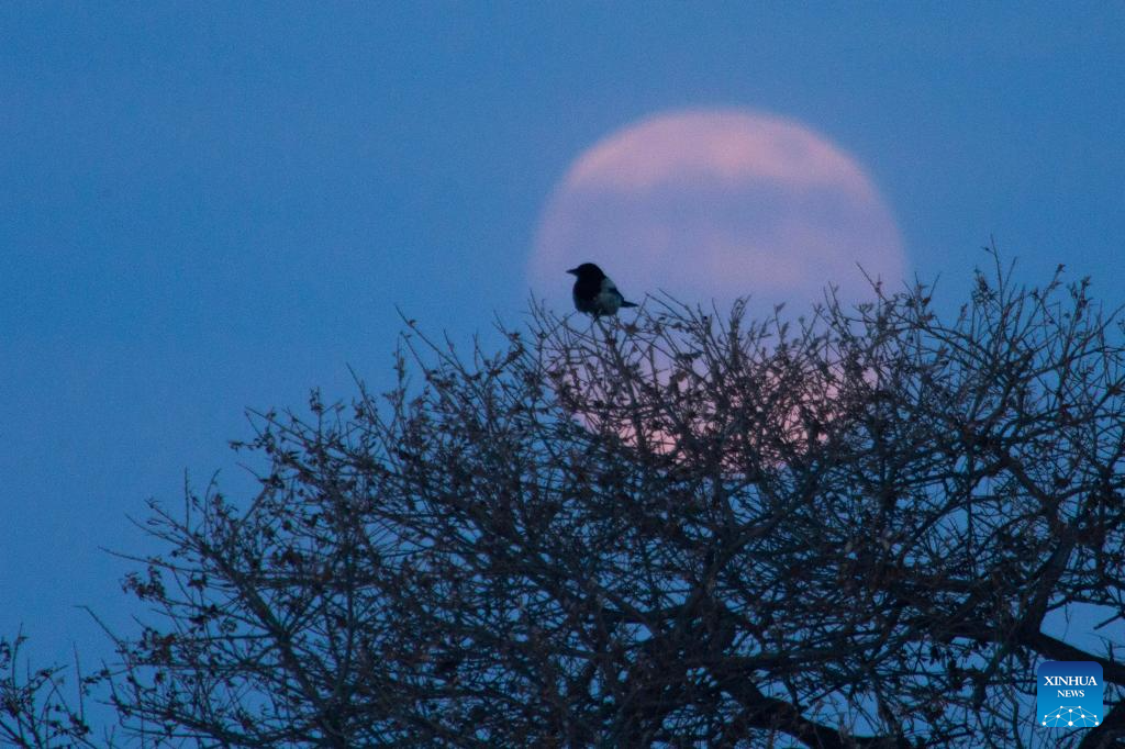 أول قمر عملاق في عام 2026 يظهر في السماء (11) - Copy